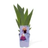 Iris des Jardins 'Alice Goodman' - Le pot de 1 litre