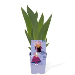 Iris des Jardins 'Alice Goodman' - Le pot de 1 litre