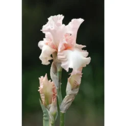 Iris des Jardins 'Alice Goodman' - Le pot de 1 litre