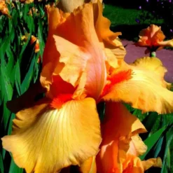 Iris des Jardins 'Coup de Soleil' - Le pot de 1 litre