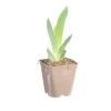 Iris des jardins Floorshow - Le pot de 1 litre