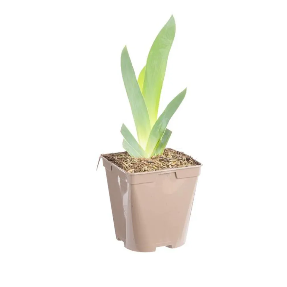 Iris des jardins Floorshow - Le pot de 1 litre