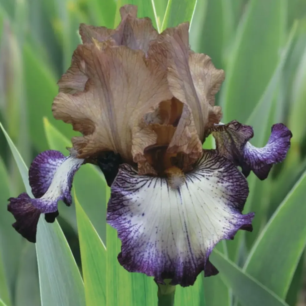 Iris des jardins Floorshow - Le pot de 1 litre