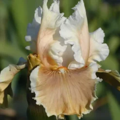 Iris des Jardins 'Fondation Van Gogh' - Le pot de 1 litre