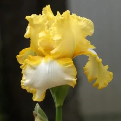 Iris des Jardins 'Genesis' - Le pot de 1 litre