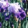 Iris des Jardins - Le pot de 10,5 cm
