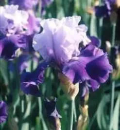 Iris des Jardins - Le pot de 10,5 cm