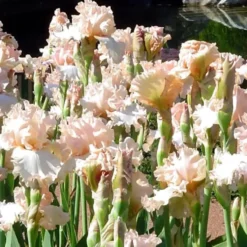 Iris des Jardins 'Nel Jape' - Le pot de 1 litre