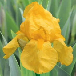 Iris des jardins Ola Kala - Le pot de 1 litre
