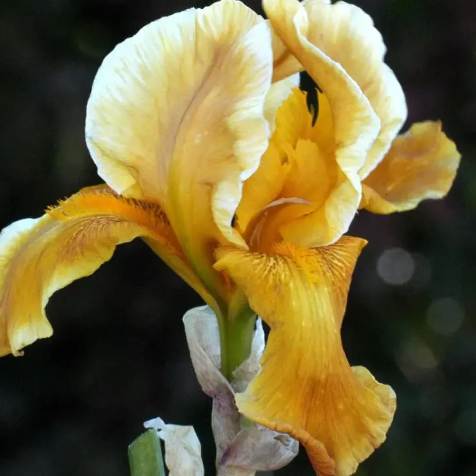 Iris des Jardins 'Orange Gem' - Le pot de 1 litre