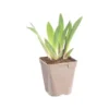 Iris des jardins Stepping Out - Le pot de 2 litres