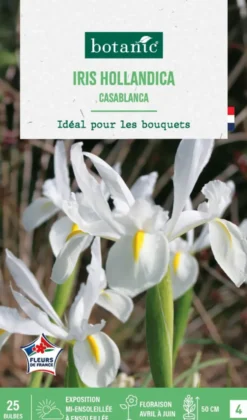 Iris hollandica casablanca botanic® - 25 bulbes