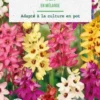 Ixia hybride en mélange botanic® - 25 bulbes