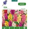 Ixia mélange botanic® - 25 bulbes