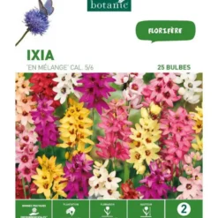 Ixia mélange botanic® - 25 bulbes