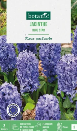 Jacinthe blue star botanic® - 3 bulbes