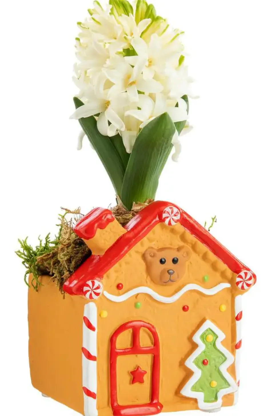 Jacinthe composition hiver pot bois carré – Ø 8 cm