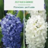 Jacinthe en mélange coloris bleu et blanc botanic® - 4 bulbes