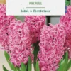 Jacinthe intérieur pink pearl botanic® - 2 bulbes