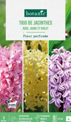 Jacinthe trio botanic® - 3 bulbes