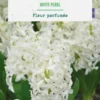 Jacinthe white pearl botanic® - 5 bulbes