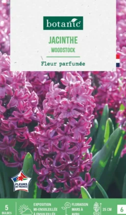 Jacinthe woodstock botanic® - 5 bulbes