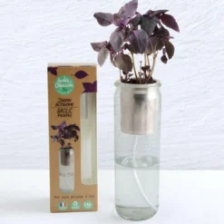 Jardin autonome Basilic pourpre bio Radis et Capucine