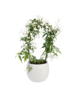 Jasmin en arceau avec un cache-pot en céramique coloris blanc - Ø 12 cm