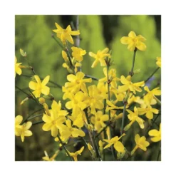 JASMIN NUDIFLORUM. Le pot de 3 litres
