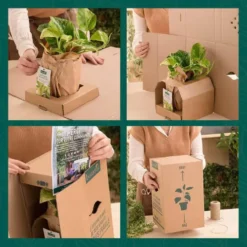 JASMIN NUDIFLORUM. Le pot de 3 litres