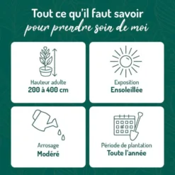 Jasmin étoilé 90/100 cm. Le pot de 3 litres, échelle