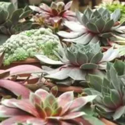 Joubarbe. Le pot déco de 1 litre