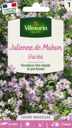Julienne de Mahon Variée Vilmorin - graines à semer