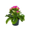 Kalanchoé Calandiva à fleurs doubles plante baby en pot Ø 6 cm