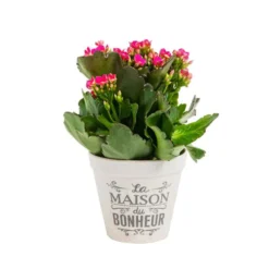 Kalanchoé Calandiva + Mini variés + cache-pot zinc