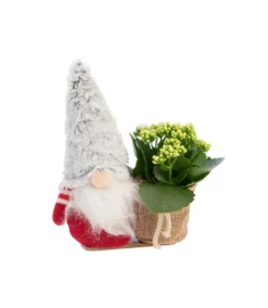 Kalanchoé et cache pot. 25 cm