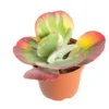 Kalanchoe tricolore. Le pot Ø 12 cm