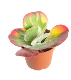 Kalanchoe tricolore. Le pot Ø 12 cm