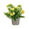 Kalanchoé Lausanne. Le pot de Ø 12 cm