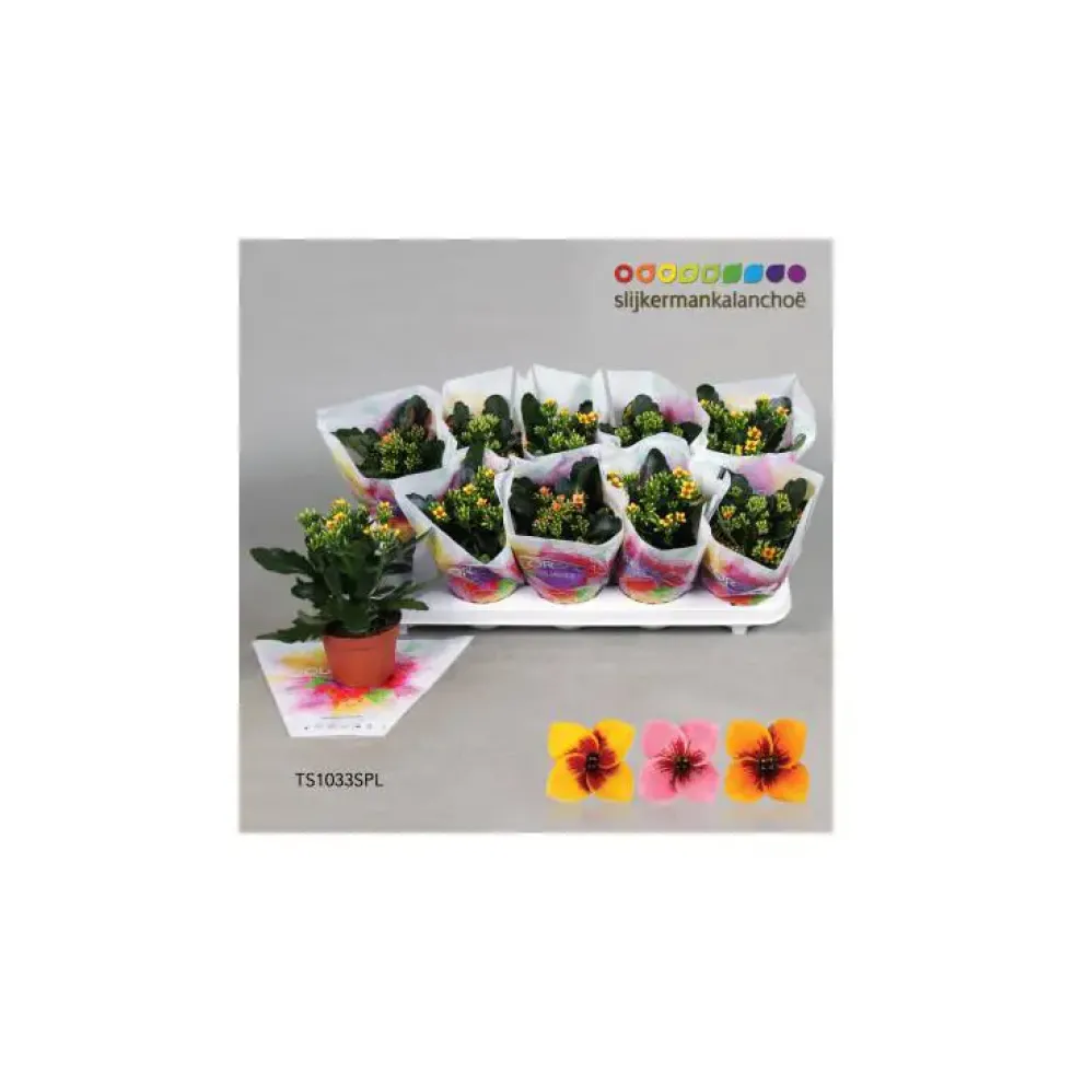 Kalanchoé tiger mix en pot Ø 10,5 cm