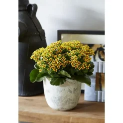 Kalanchoé tiger mix en pot Ø 10,5 cm