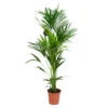 Kentia Forsteriana 6 pieds pot Ø24 cm/ H170 cm
