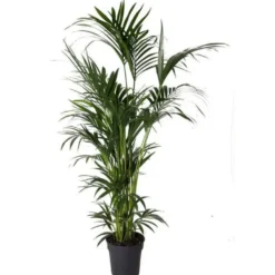Kentia Forsteriana pot Ø30 cm/ H240 cm