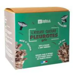Kit de culture pour champignons pleurotes grises bio 25x20x15 cm