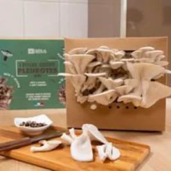 Kit de culture pour champignons pleurotes grises bio 25x20x15 cm