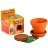 Kit Graines de cacahuètes avec pot et coupelle terre cuite Ø8 cm (À partir de 3 ans)