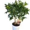 Kumquat coloris orange - 5 L