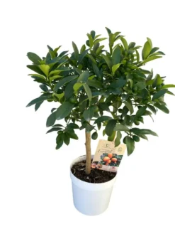 Kumquat coloris orange - 5 L