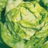 Laitue Pommée Analotta Bio. La barquette de 12 plants
