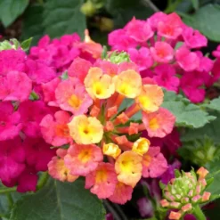 Lantana à fleurs multicolores - Le pot de 2,5 litres
